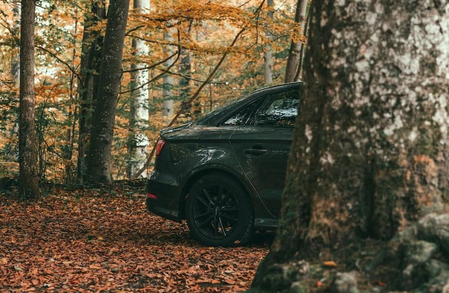 Rear side of black car parked in forest covered with autumn leaves.